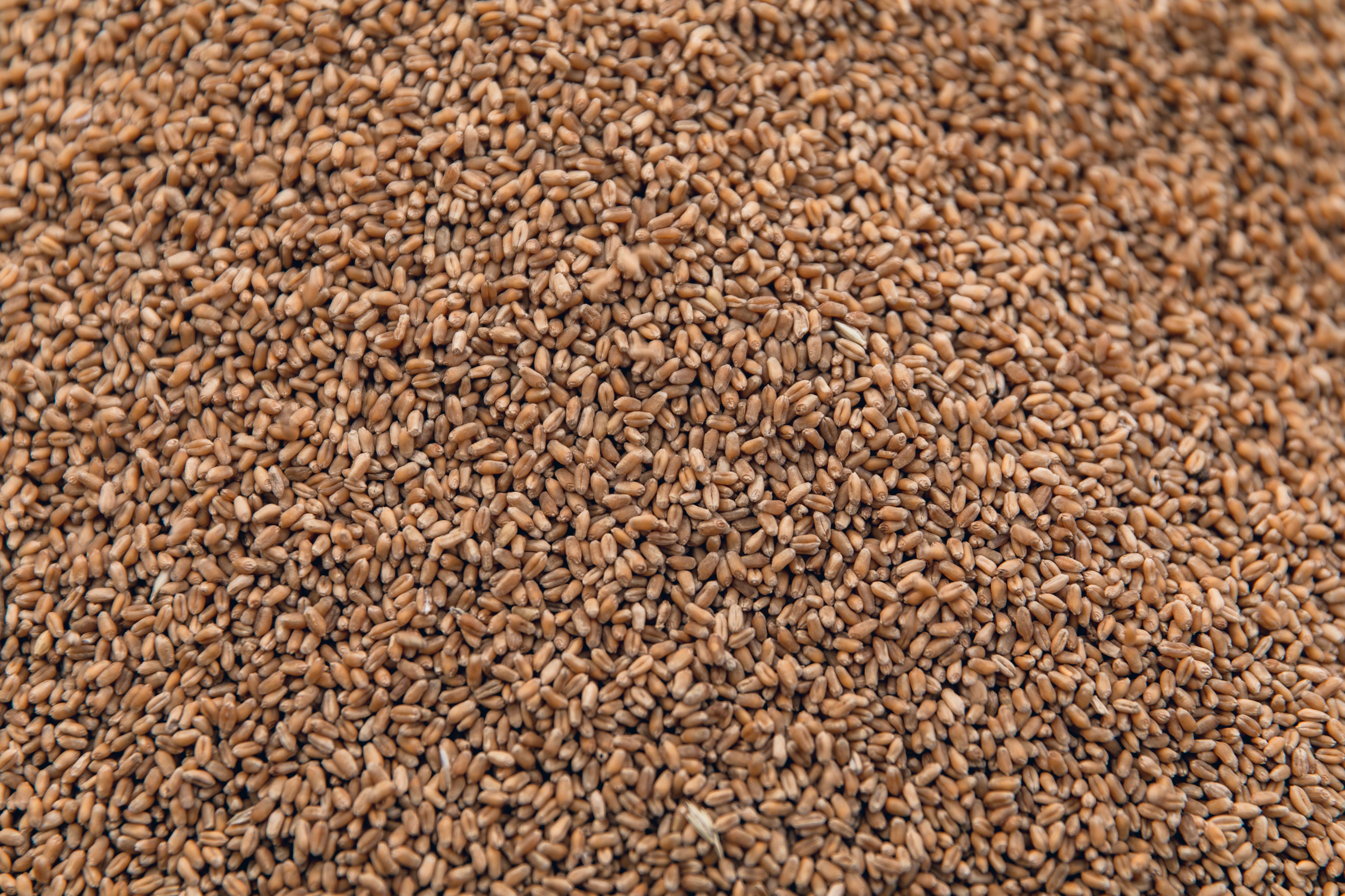 Siembra de trigo en campos Don Paisa